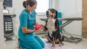 foto-perrito-grande-chitavet