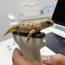 foto-salamandra-chitavet