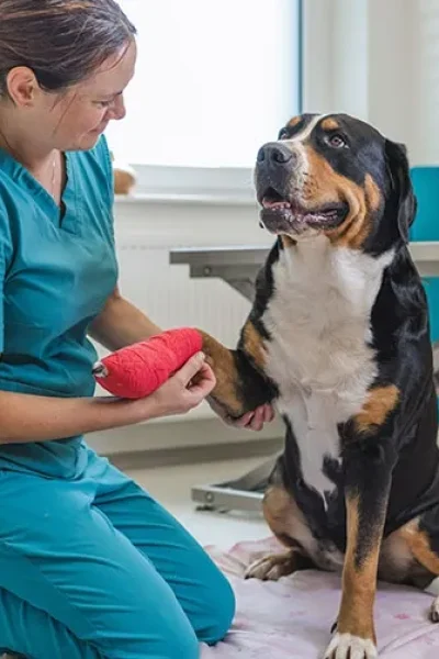 veterinario